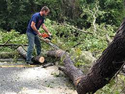 Best Tree Maintenance Programs  in Manchester, PA