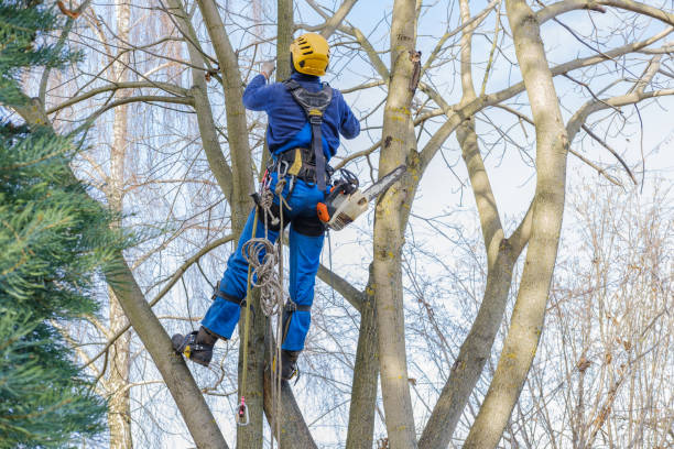 Best Storm Damage Tree Cleanup  in Manchester, PA