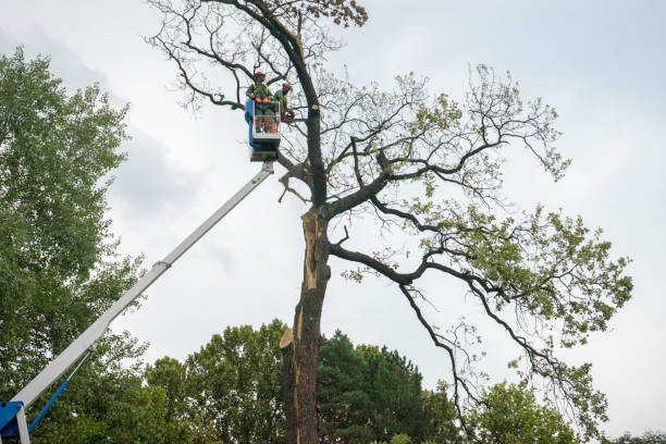 Best Tree Trimming and Pruning  in Manchester, PA