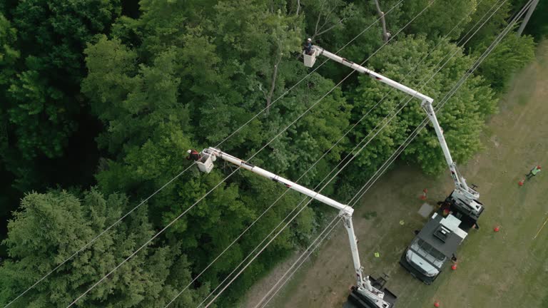 Best Hazardous Tree Removal  in Manchester, PA