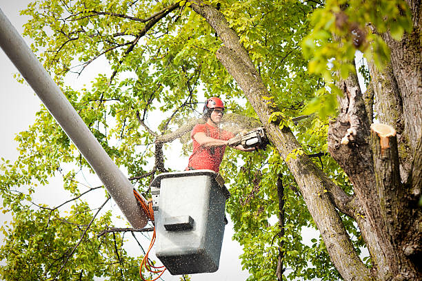  Manchester, PA Tree Care Services Pros