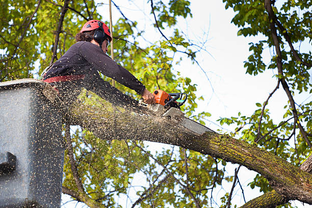 Best Lawn Watering Services  in Manchester, PA